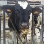 Mucche alla Cascina Campazzo