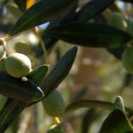 Olive Tree from Umbria