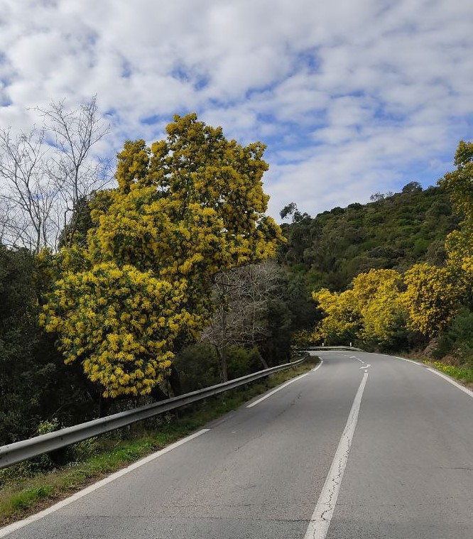 Strada delle mimose