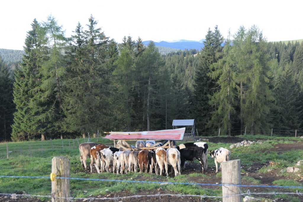 Alla Malga Larici di Sotto