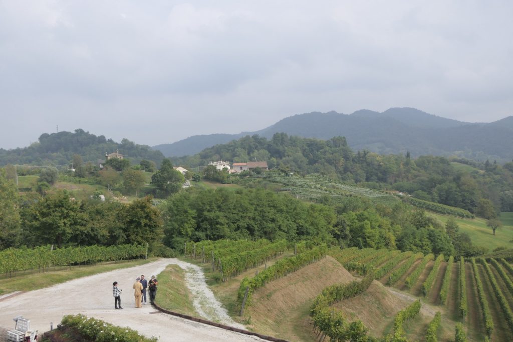 Tenuta Amadio, panorama sulle coltivazioni di Prosecco